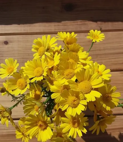 Elezar * Néon Oítilon